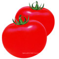 HT44 Qulean big size f1 hybrid best tomato seeds with high yield for green house